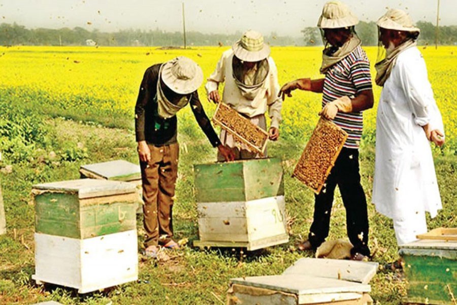 Beekeepers collecting honey from beehive boxes near a mustard field in Chalan Beel area of Pabna. FE Photo used for representational purpose.