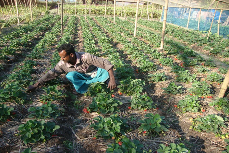 Farmer Dilip Bala takes care of his strawberry orchard in Raghnathpur under Gopalganj Sadar on Saturday.  	— FE Photo