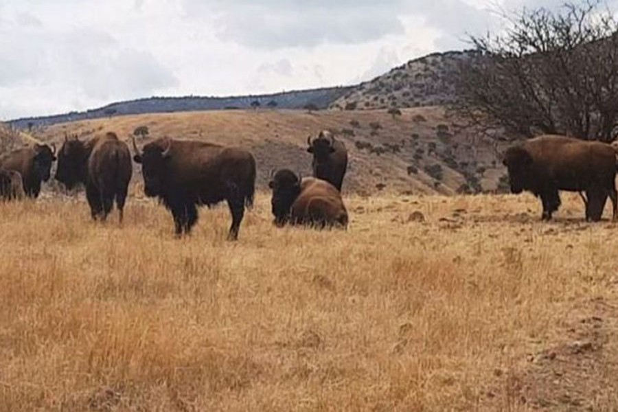 Buffaloes were among the animals seized on Mr Duarte's ranches. Photo: Chihuahua state prosecutor's office