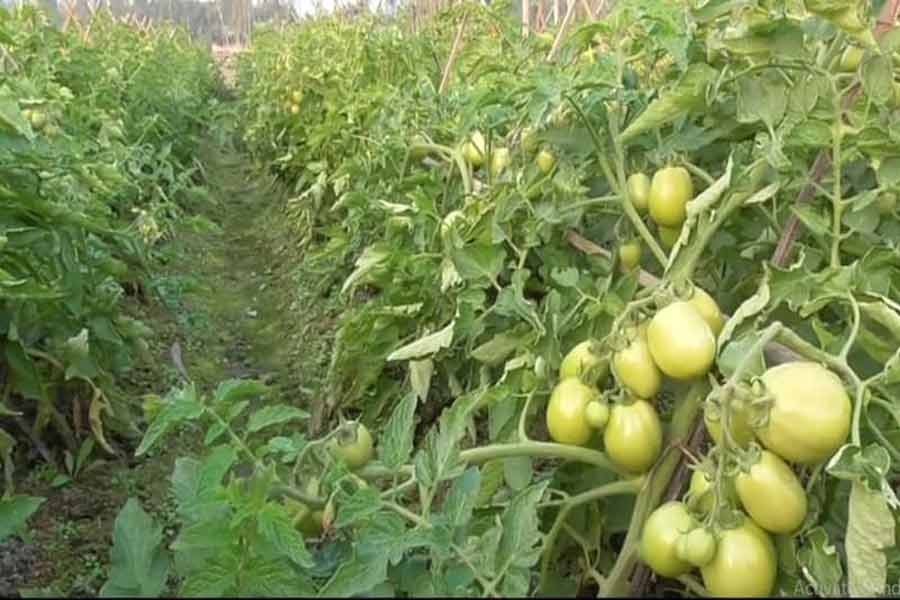 Chemical-free vegetable farming gains pace in Narsingdi