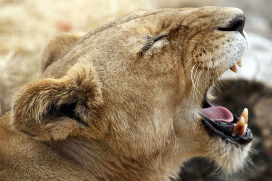 Lion mauls woman to death in South African lodge