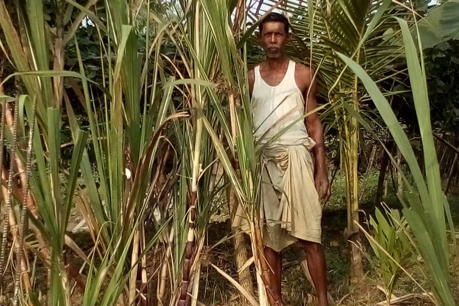 A sugarcane farmer takes care of his plants in Golapganj upazila of Sylhet on Wednesday.  	— FE Photo