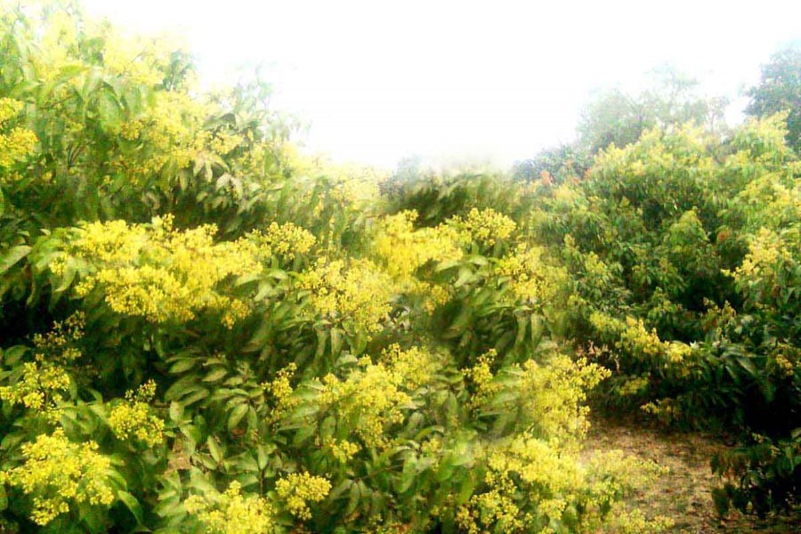 A litchi tree in full bloom in an orchard of Santospur village under Mithapukur upazila in Rangpur. 	— FE photo
