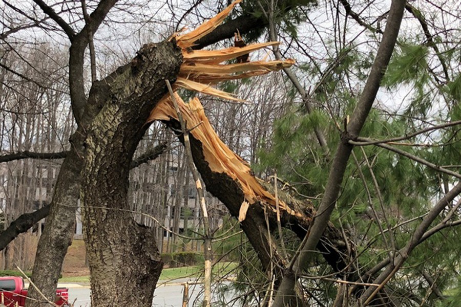 A tree is seen snapped as high-wind warnings continue in Fairfax, Virginia, US on March 2. Reuters/File Photo
