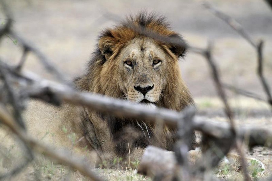 A lion rests at Tanzania's Serengeti National Park August 19, 2012. Reuters/File Photo