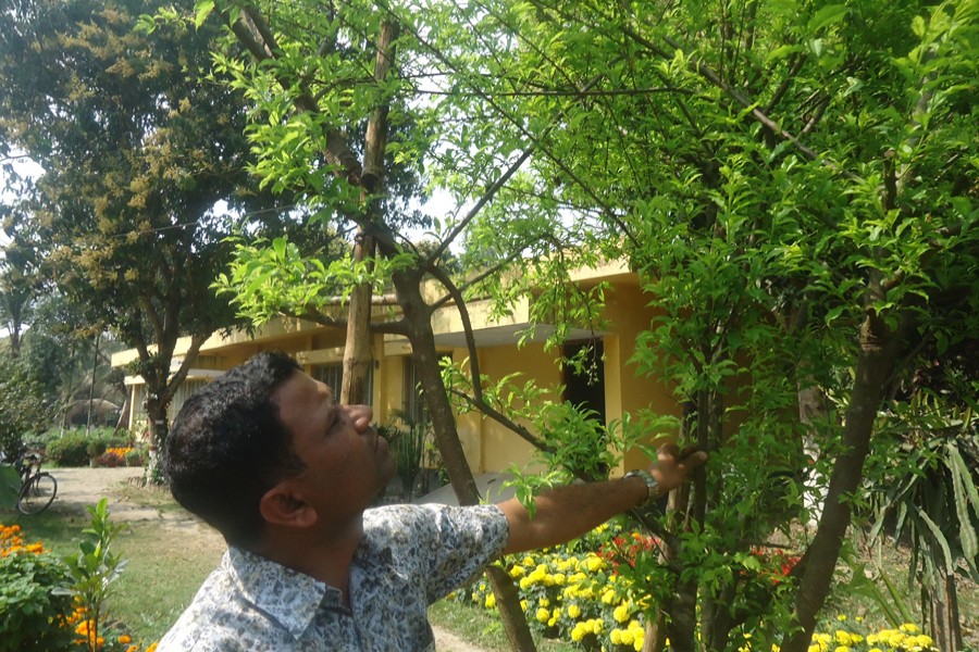 Magura Horticulture Centre official Delwar Hossein takes care of Alu Bukhara trees at the centre compound on Tuesday. 	— FE Photo