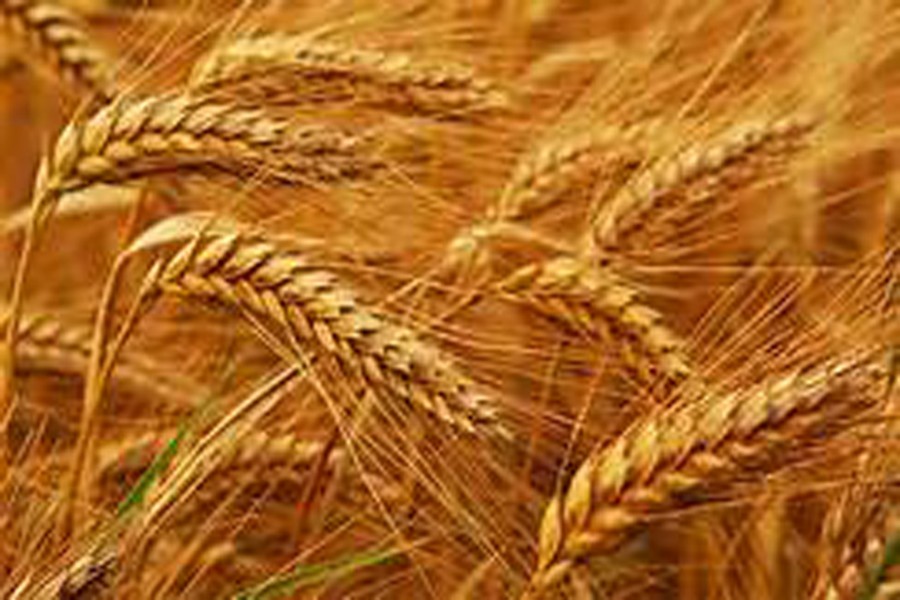 Australian wheat output likely to jump 11.8pc
