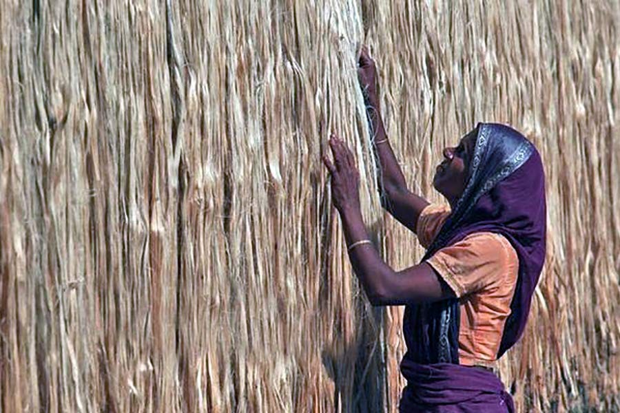 Jute production witnessed 8.0pc rise in 2017