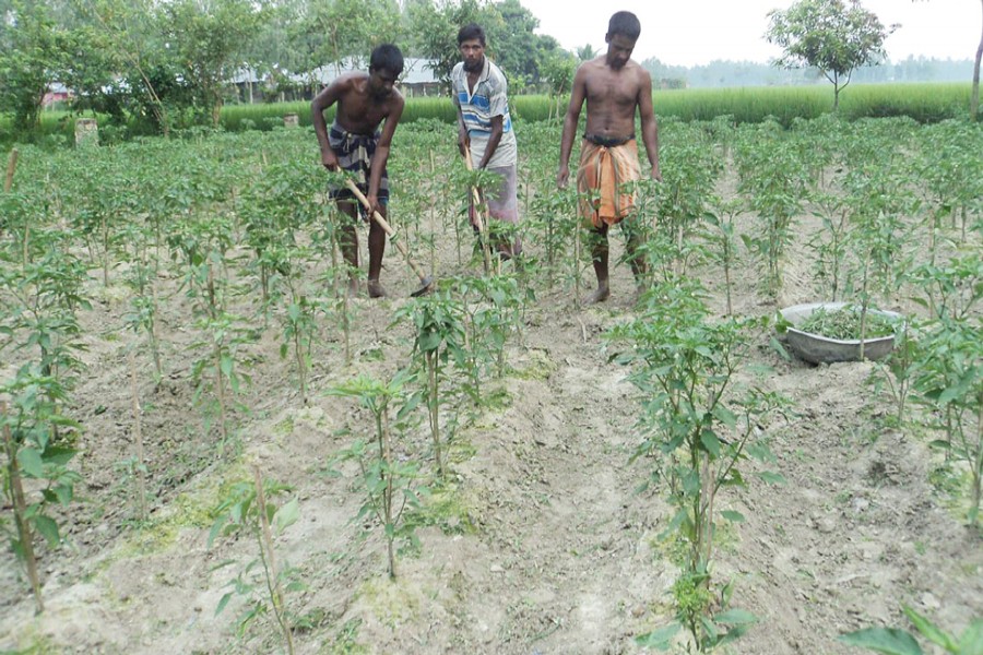 Labourers working in a Khorali chilli field in Akkelpur upazila of Joypurhat on Wednesday	— FE Photo
