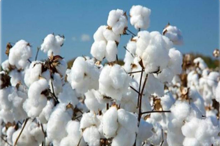 Bangladesh ups cotton import from India