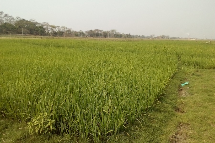 Boro cultivation target exceeds in Sylhet amid good weather