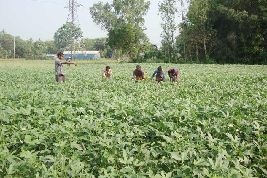 A Gopalganj villager becomes solvent by growing okra on commercial basis