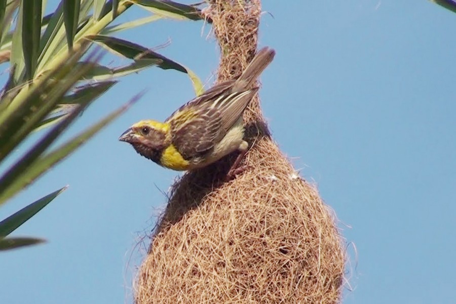 Babui, weaver bird,  disappearing from  Nilphamari