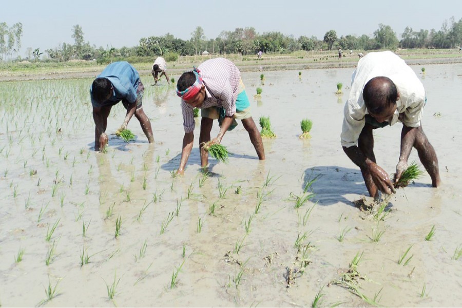 Farmers plant Boro saplings on a piece of land recently in Sirajganj district. FE File Photo