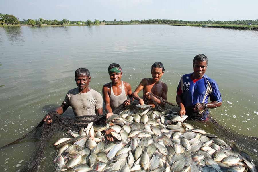 Fish production up by 1.24m tonnes in eight years