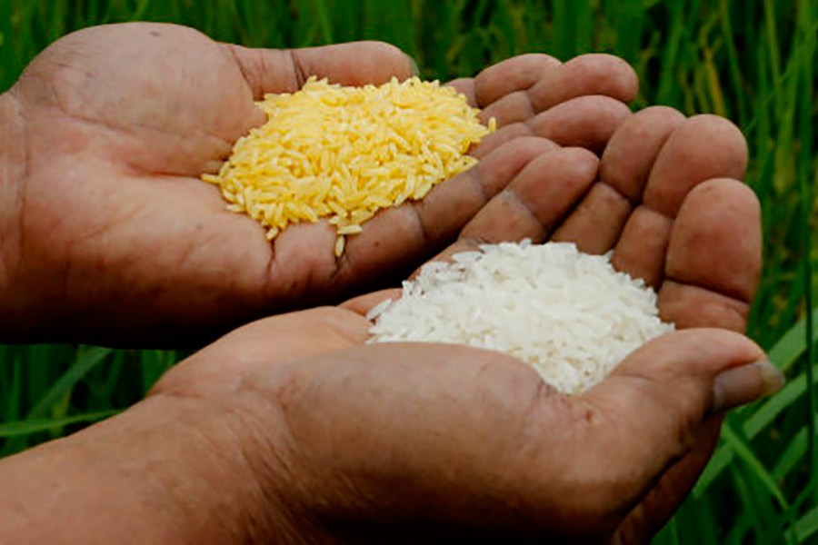 Golden rice gets approval from Canada