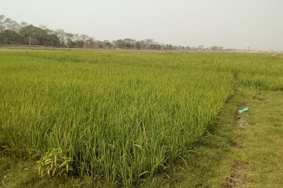 Boro growers expect bumper yield in Panchagarh