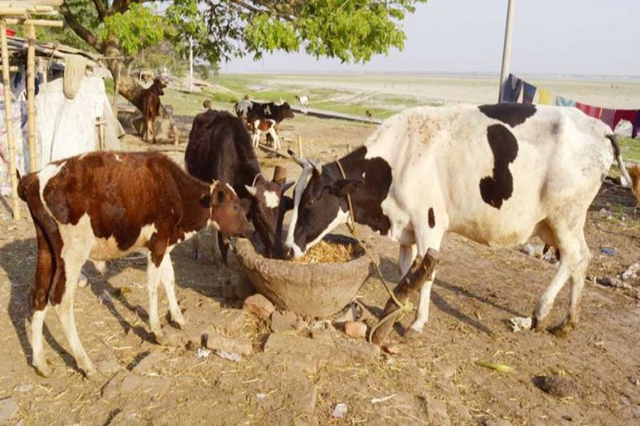 RAJSHAHI: Cattlehead are being reared on the bank of the Padma in Rajshahi	— FE Photo