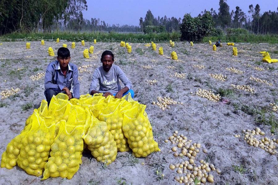 Traders collecting potatoes from a field in Khansama village under Kawnia upazila of Rangpur on Saturday for export 	— FE Photo