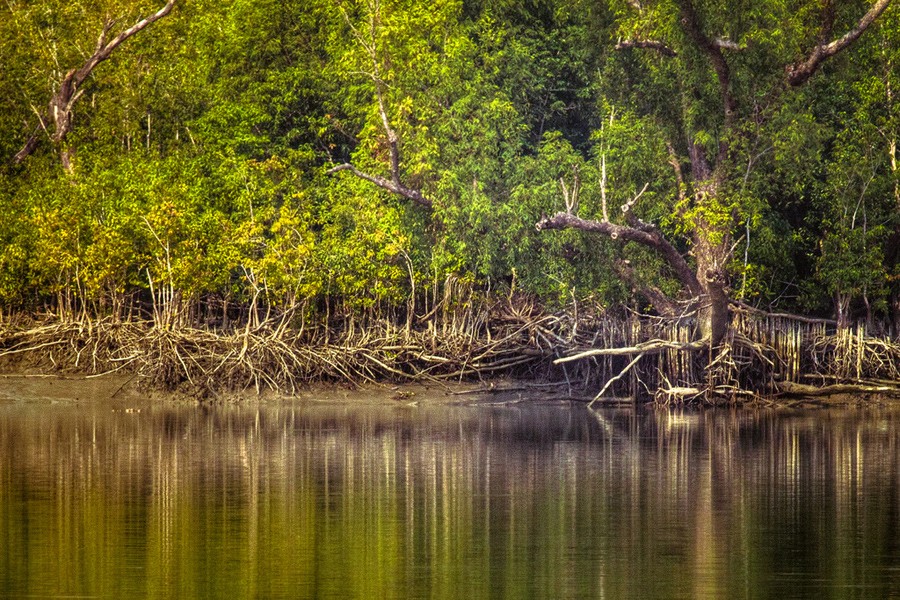 Coast Guard rescues 178 Bawalis in Sundarbans