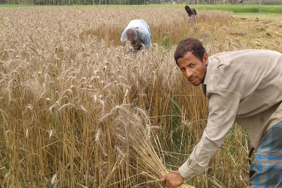 Farm labourers working on a wheat cropland in Tilokpara village under Mithapukur upazila of  Rangpur on Wednesday    	— FE Photo