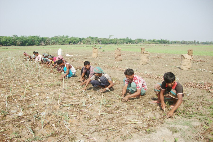 Field labourers harvesting onion in Charballabdi under Muksudpur of Gopalganj on Wednesday  	 	—FE Photo