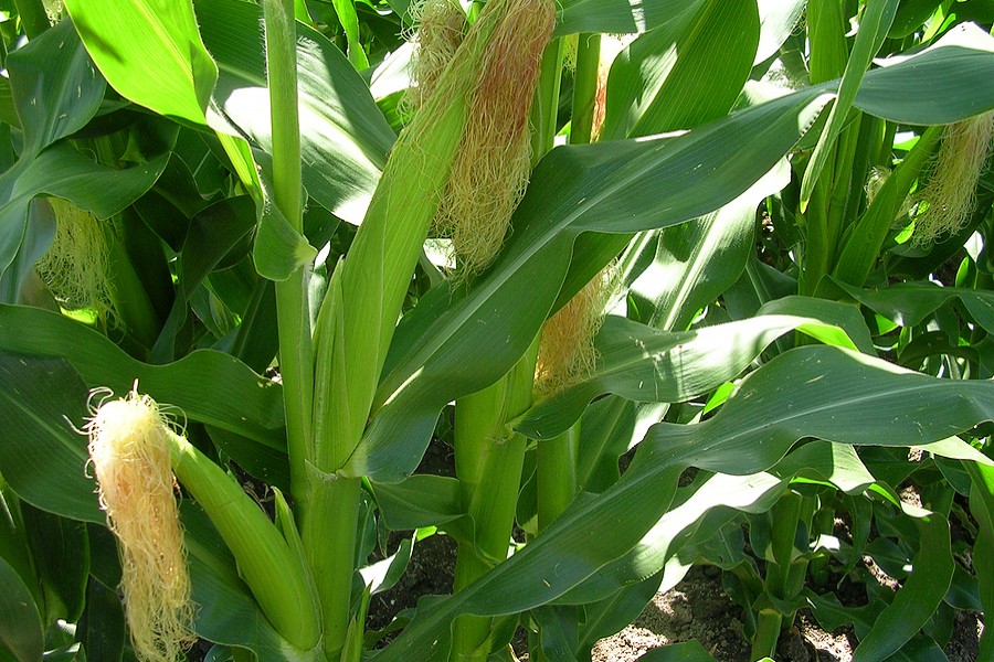 Maize farming expanding in Rajshahi due to high demand