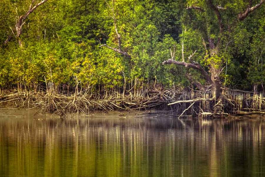 Crimes in Sundarbans on decline owing to smart patrolling