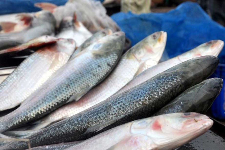 Hilsa dearer ahead of Pahela Baishakh