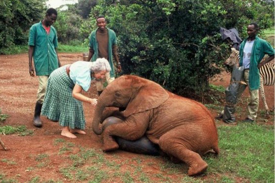Daphne Sheldrick spent six decades working with orphaned baby elephants. Photo: Sheldrick Wildlife