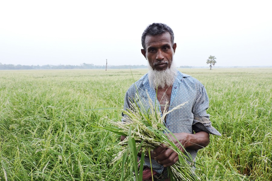 A farmer showing his damaged Boro field as nor'wester lashed the district recently   	— FE Photo