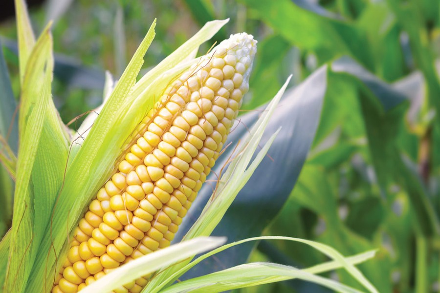 Maize harvest progresses fast in Gaibandha