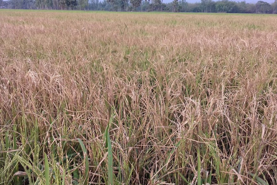 A bacterial leaf blast disease-affected paddy field in Gabtoly upazila of Bogura 	— FE Photo