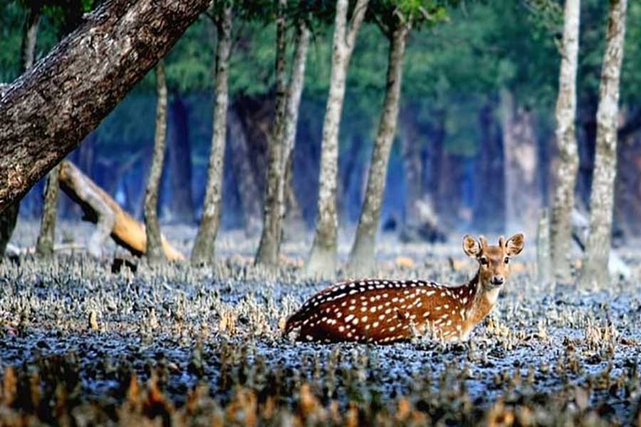 Illegal installations in the vicinity of the Sundarbans   