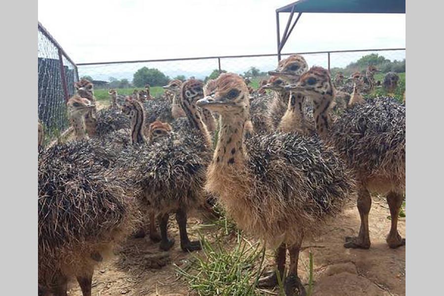 BGB seize 75 baby Ostrich, gold in Satkhira  