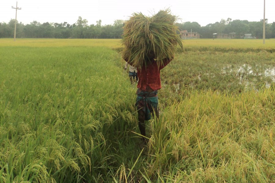 Farmers returning home with newly-harvested Boro paddy in Naogaon Sadar on Monday 	— FE Photo