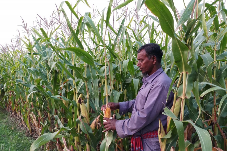 A maize cultivator taking care of his crop field in Ramnagar village under Magura Sadar on Tuesday    	— FE Photo