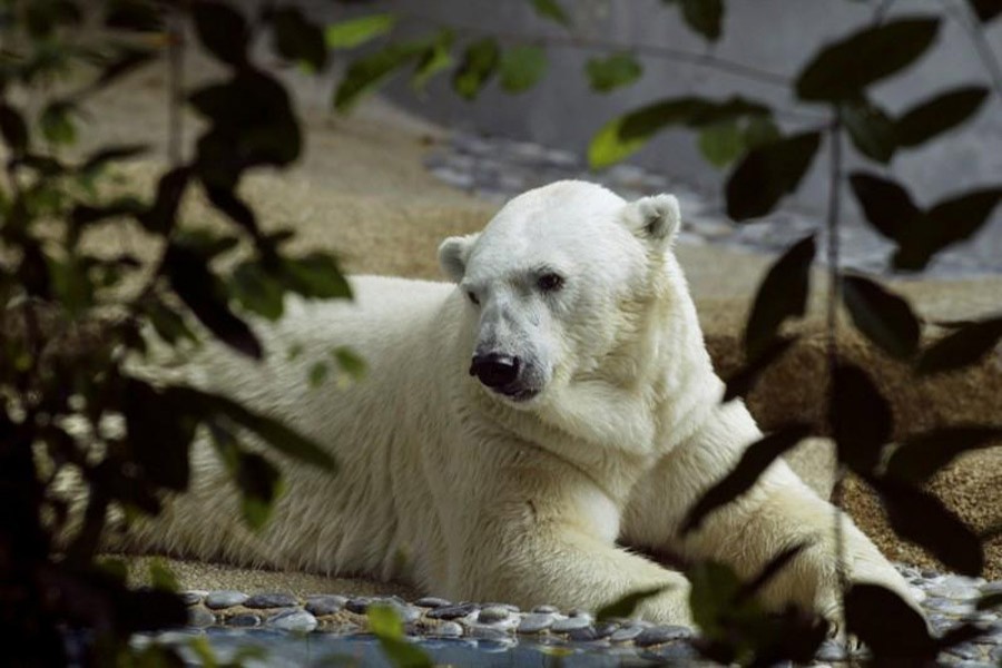 Inuka the polar bear looks out from his enclosure at the Singapore Zoological Gardens February 25, 2004. Reuters/File Photo