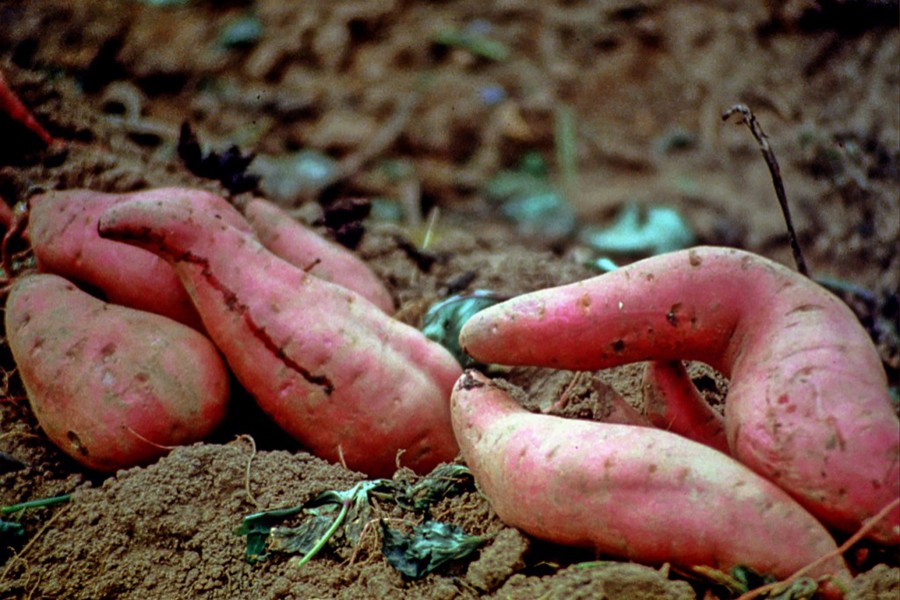 Image of sweet potato. Source: feedipedia.org