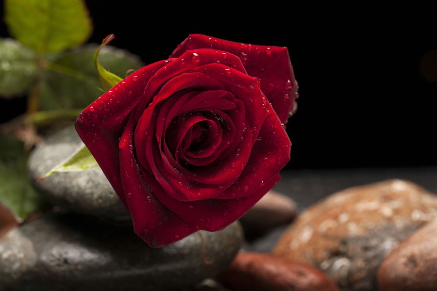 Scientists reveal genetic secrets of rose