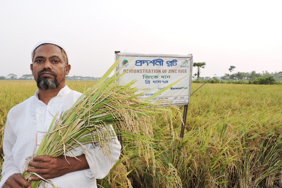A BRRI-74 paddy grower of Angardoha village under Magura Sadar showing his hard-earned produce on Wednesday   	— FE Photo