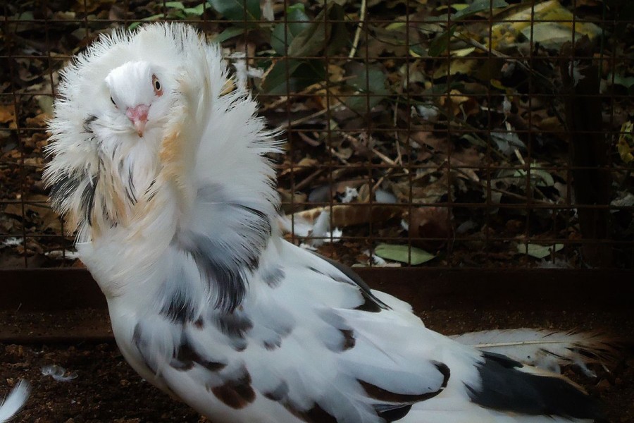 The Jacobin is a breed of fancy pigeon developed over many years of selective breeding that originated in Asia. Photo: Wikipedia