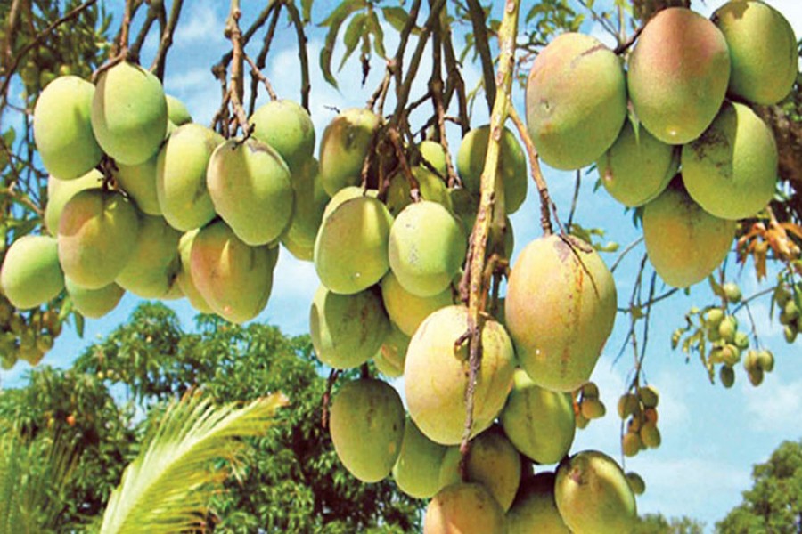 Farmers eye bumper Haribhanga  mango output in Rangpur