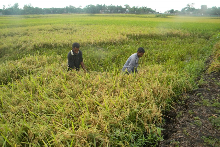 Paddy harvest going on in Sylhet, Gaibandha