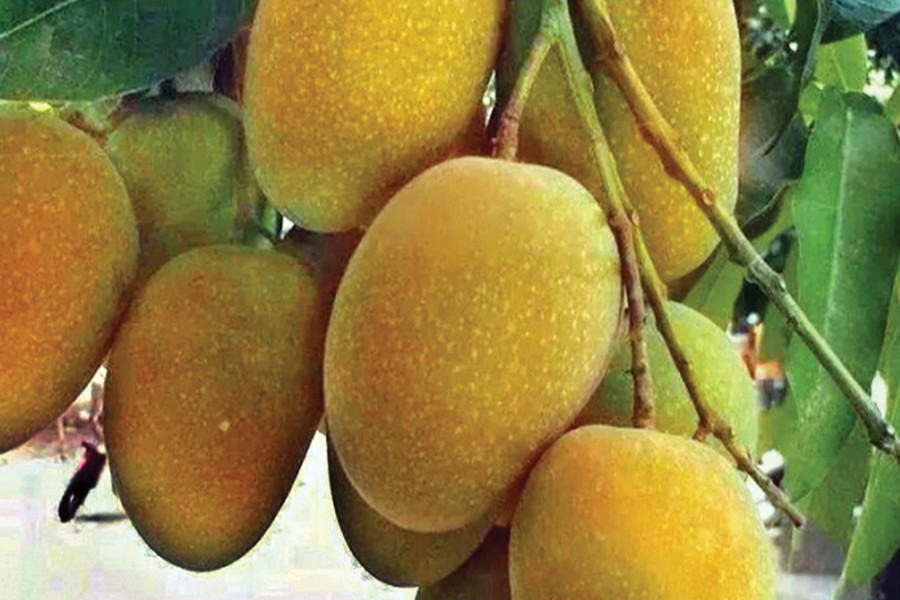 Contract farming in S region to raise mango output, export