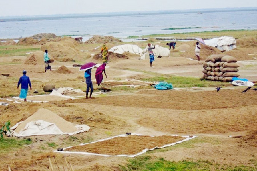 Labourers drying newly-harvested paddy on the bank of a waterbody in Sunamganj on Sunday —	FE Photo