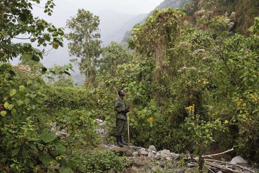 Many abductions have occurred in Congo’s Virunga National Park. Reuters.