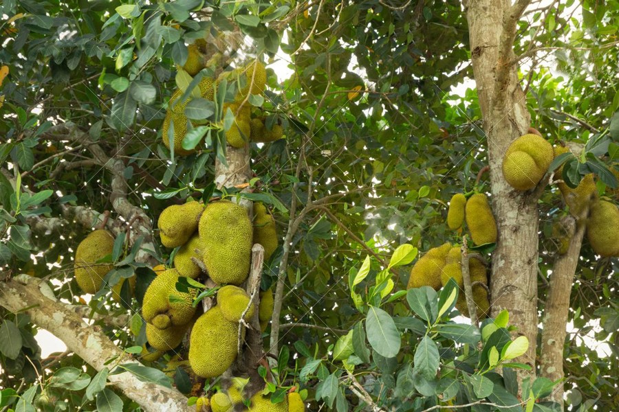 Record jackfruit production likely in four northern districts