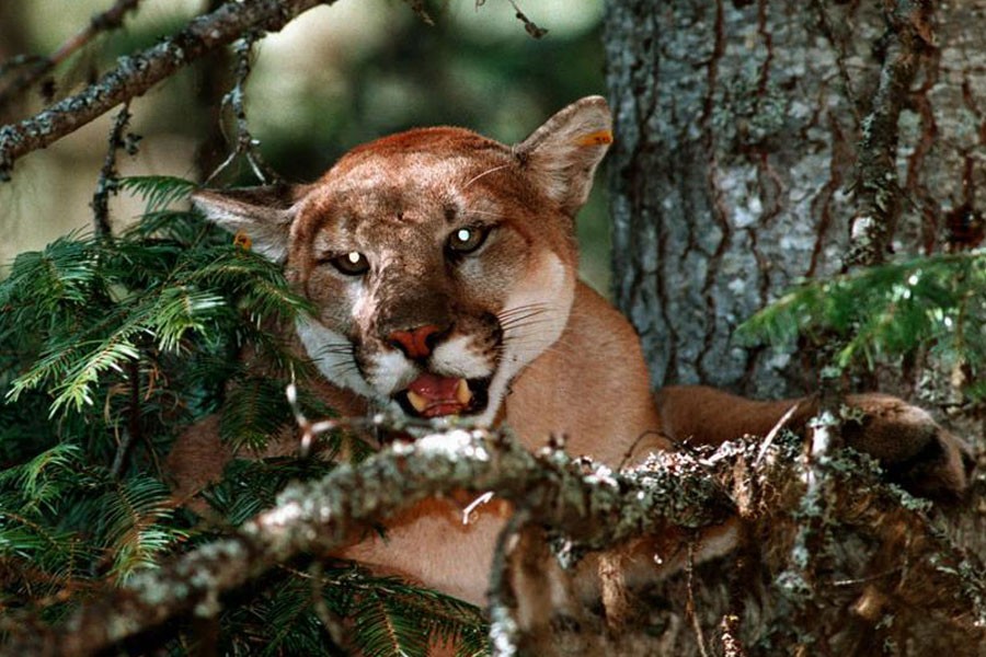 Mountain lions are also known as  Cougars. AP photo