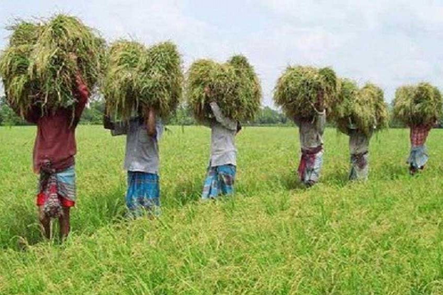 Liberalisation undermines agriculture and sustainable development